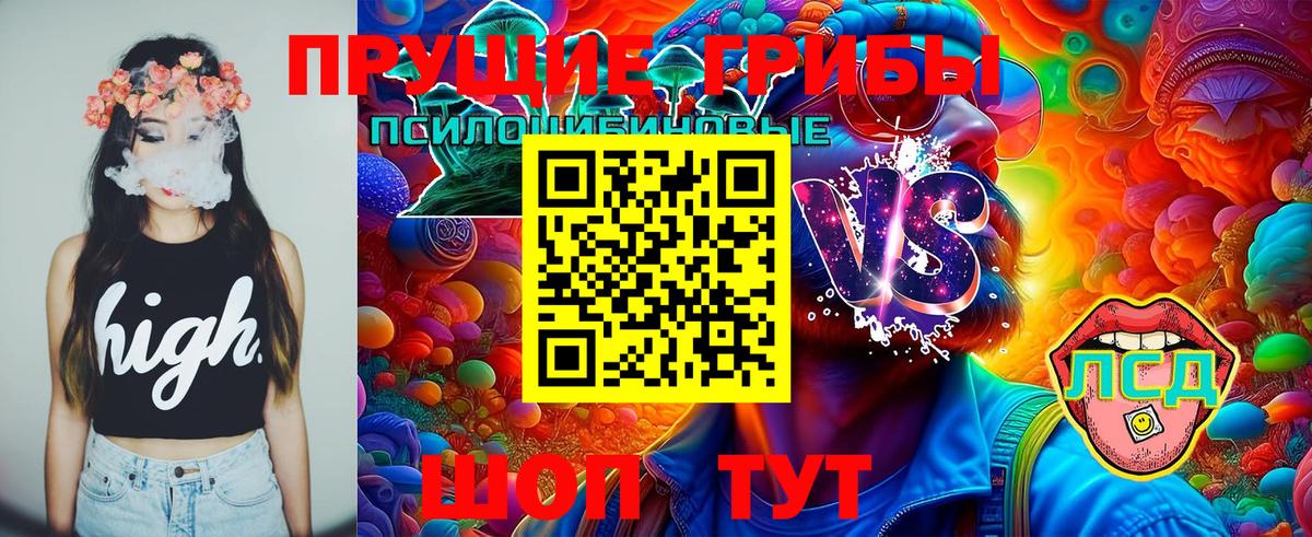 Псилоцибиновые грибы Psilocybine cubensis Барнаул
